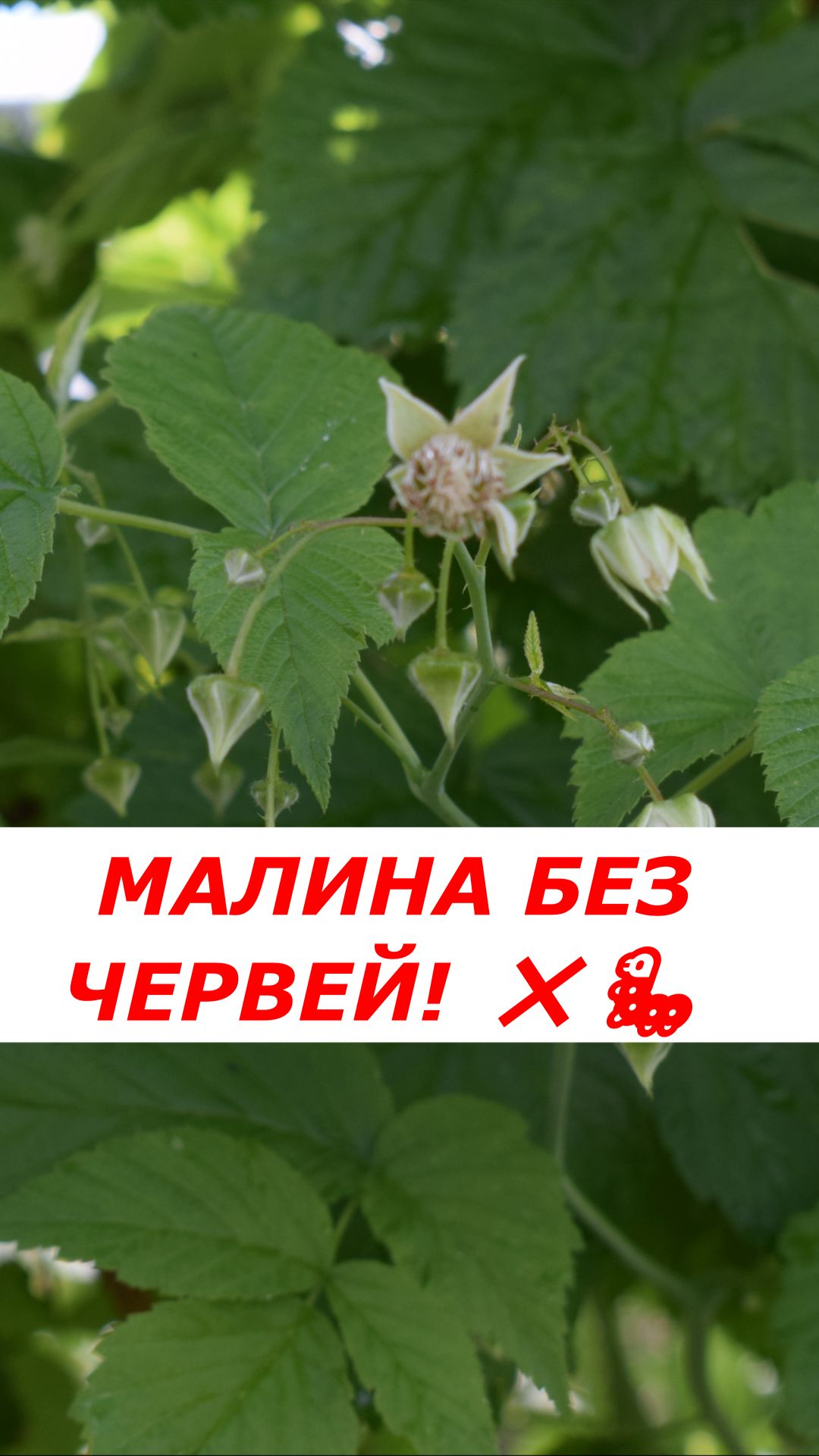Как спасти малину от червивых ягод в июне? Простой способ!