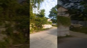 бамбук Сочи прогулка по Галицыно