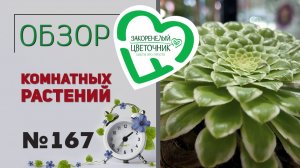 Обзор и распаковка. Очень редкие, необычные растения, фиалки, пальмы, хойи, папоротники, фикусы №167