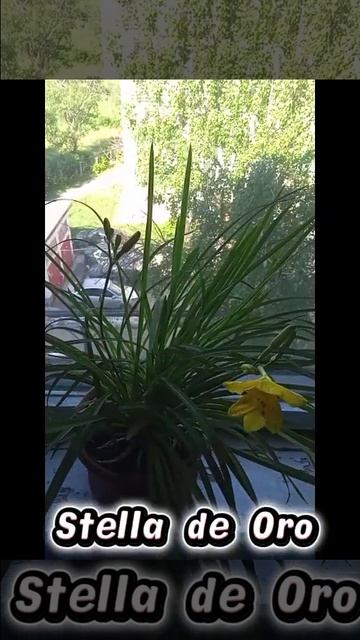 Лилейник Stella de Oro , на подоконнике!