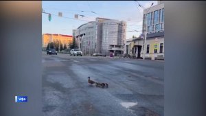 Утиное семейство заметили на улице Заки Валиди в Уфе