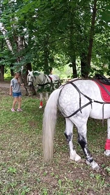 КИНОШНЫЕ ЛОШАДКИ...