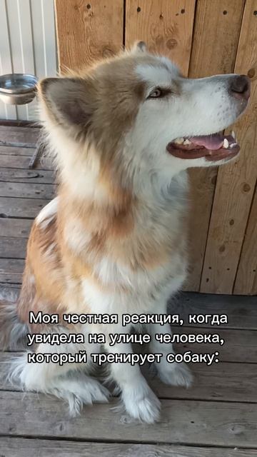🐶