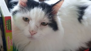 ВЗРОСЛЫЙ КОТ КУЗЯ