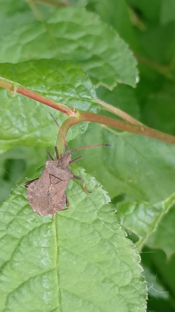 Краевик окаймлённый, щавелевый (Coreus marginatus) смотреть онлайн
