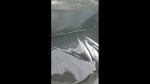 Новотроицкое водохранилеще