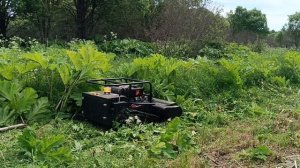 Расчистка гектаров борщевика | https://robots2b.ru/pokos-raschistka