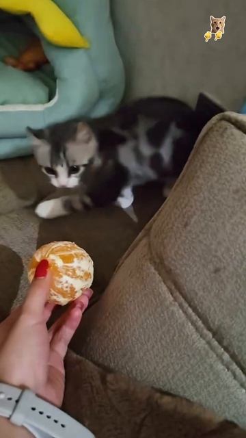 Кошки не едят мандарины!😻Веселые котики. Коты хулиганы! Невероятные трюки! #кот #трюк #смех #short