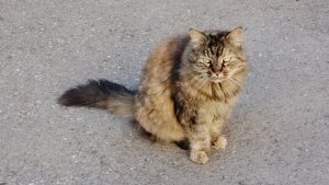мы гуляем