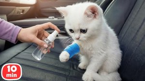 Две серии про котенка Кефира: первая помощь после падения и весёлое утро с оладушками!