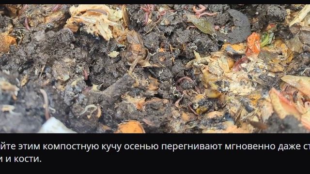 Полейте этим компостную кучу осенью перегнивают мгновенно даже стебли ветки и кости.