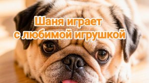 Шаня играет с любимой игрушкой