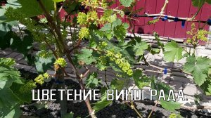 Цветение винограда | Помогите винограду опылиться | Неопубликованное видео в 2023 году