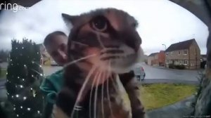 мяу