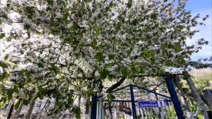 Весна на Заречной улице