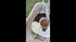 Катарантус#Высадка на пмж#готовлю почвосмесь#