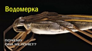 🦟ПОЧЕМУ ОНА НЕ ТОНЕТ?🚫 КАК ВОДОМЕРКА ОБМАНУЛА ГРАВИТАЦИЮ?