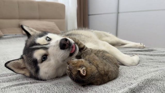 Нежный хаски пытается игнорировать котенка… Котенок отказывается быть проигнорированным!!