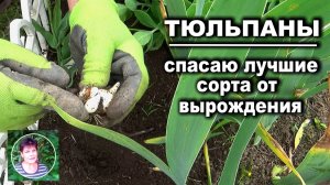 Как доращивать детки тюльпанов Спасаю лучшие сорта от вырождения