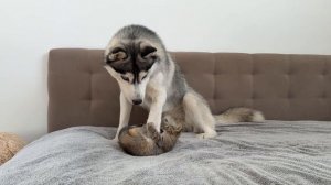Этот крошечный котенок бросил вызов хаски… Вы не поверите, кто победил!