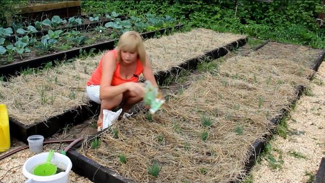 Как только появились ЛУКОВЫЕ ПЕРЬЯ высотой 10-15 см нужно сделать ПЕРВУЮ подкормку.