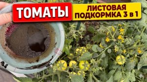 Обязательная подкормка томатов по листу 3 в 1. От этой подкормки зависит урожай!