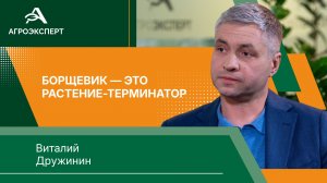 «Врага нужно убивать в зародыше» — эксперт о принципах борьбы с борщевиком