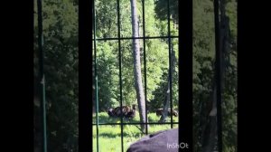 Поездка к зубрам. Приокско-террасный заповедник. 06.06.2026