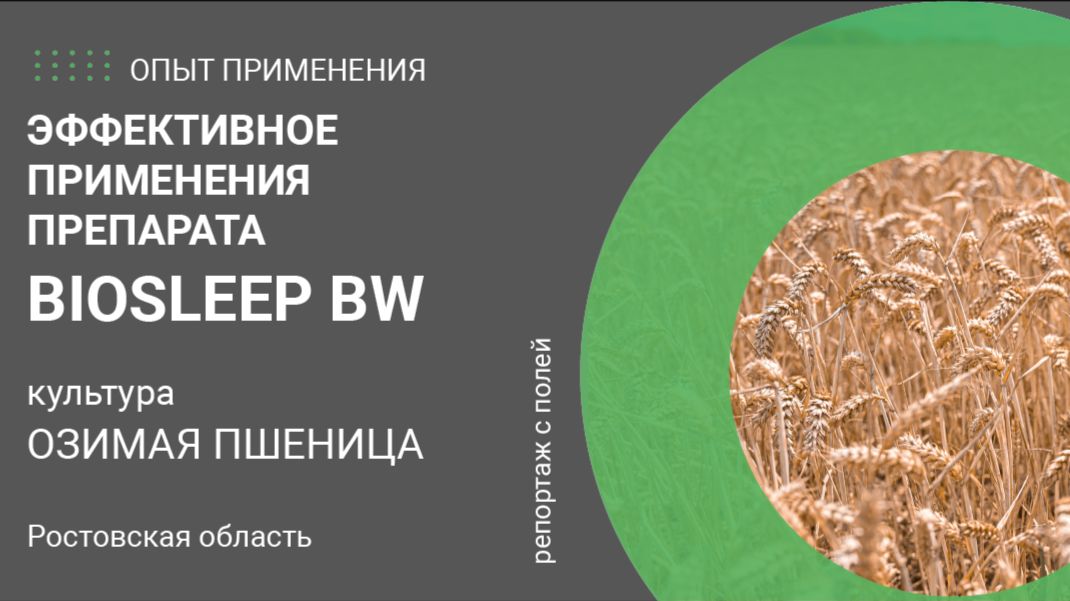 Эффективное применения препарата BioSleep BW на озимой пшенице.