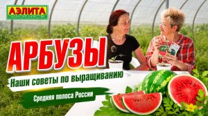 АРБУЗЫ: важные советы по выращиванию в Средней полосе России!
