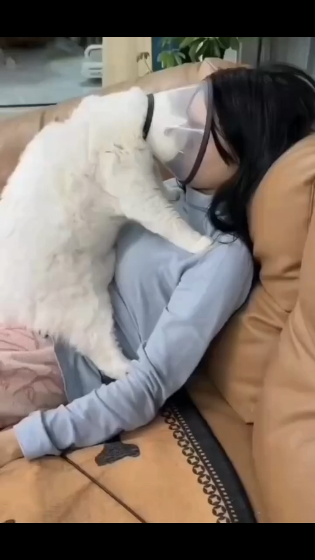 Коты и воротнички 😹 ...👇