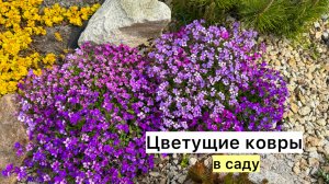 Почвопокровные многолетники, которые не требуют ухода!