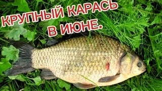Карась в Июне! Рыбалка на Дону Ростовская область.