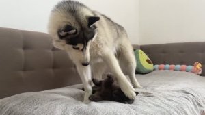 Забавная реакция гигантского хаски на ленивого черного кота!!