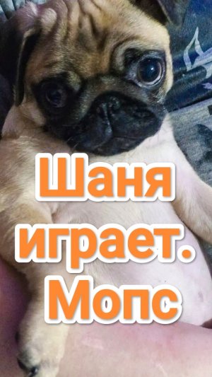 Мопс. Шаня играет