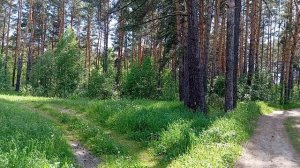 Наш лес🌳🌲🪵👍