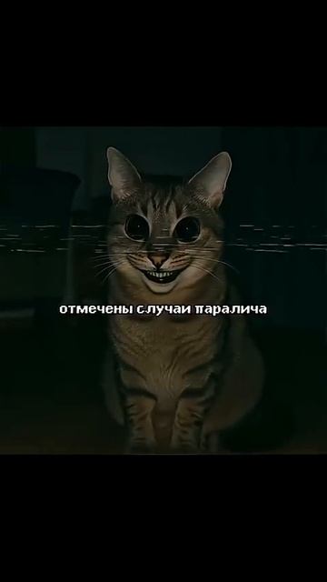😈 АНОМАЛИЯ #988 | "Переселенец" Опасность — 5/10🩸 Примечания: • Ваш питомец следить за вам смотреть онлайн