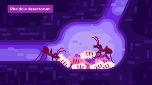 Война муравьёв, которая длится 100 миллионов лет