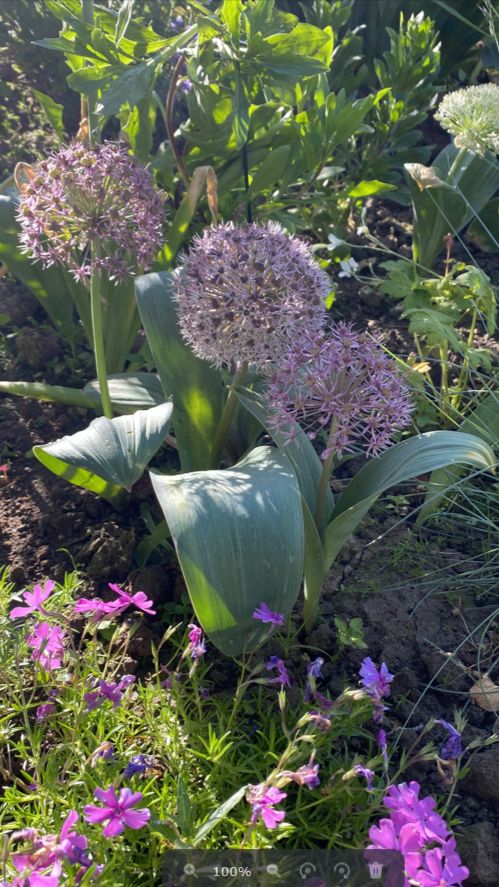 🌸Цветник по месяцам. Выпуск 2: ИЮНЬ начало 🌿 Что цветет прямо сейчас