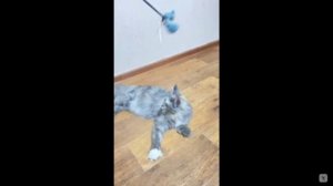 Котята питомника кошек  АВГУСТИНА ЭЛКИР