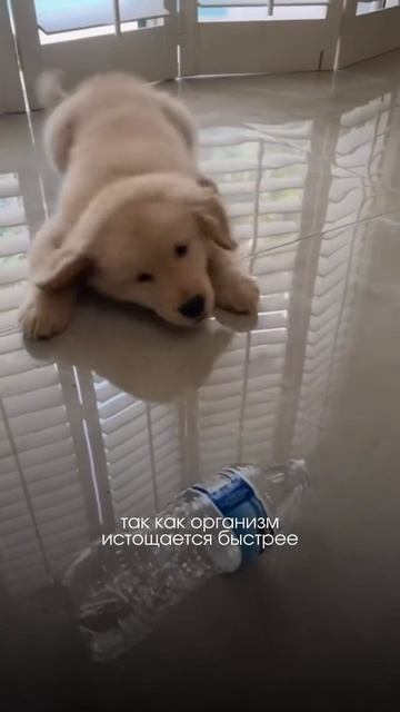 Стресс напрямую негативно влияет на здоровье и иммунитет. Пока организм в стрессе, он не может по...