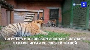 Тигрята в Московском зоопарке изучают запахи, играя со свежей травой