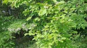 проверяю ловушки ,часть 3