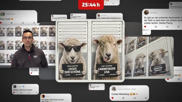 Sheep In A Shop