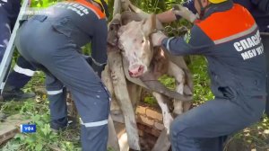 Восьмимесячная телка Маня из Уфы упала в погреб заброшенного двора