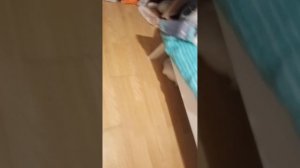 влог