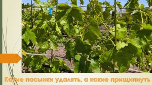 Что нужно сделать, чтобы виноград хорошо опылился