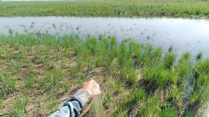 Кастинговая сеть 25-ка, ф5,15м при подъёме уровня воды.