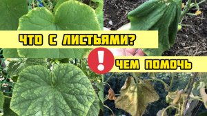 Листья огурцов ЖЕЛТЕЮТ И ВЯНУТ, СРОЧНО СДЕЛАЙ ЭТО!