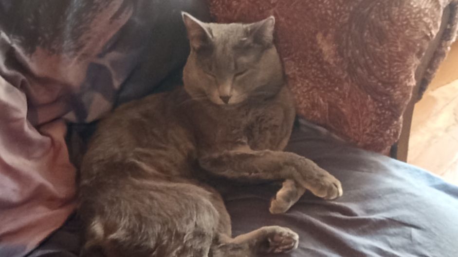 Кот Атос напоминает, что сон очень важен! #shorts #котатос #животные #коты #кошачийсон